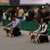 rzeszw - iskra - klasa szczenit - w.o. 1 best puppy